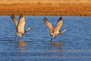 Wintering: 80188009 Sandhill Crane - wintering crane taking