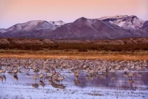 Wintering: 80188010 Sandhill Crane - a large group of wintering