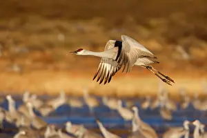 Wintering: 80188011 Sandhill Crane - wintering crane in flight