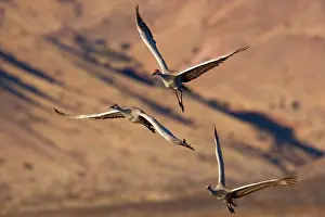 Wintering: 80188012 Sandhill Crane - wintering crane in flight