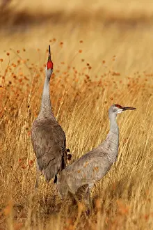 Wintering: 80188013 Sandhill Crane - wintering sandhill cranes