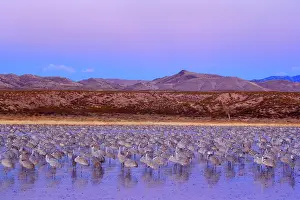 Wintering: 80188015 Sandhill Crane - a large group of wintering