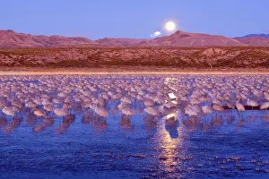 Wintering: 80188016 Sandhill Crane - a large group of wintering