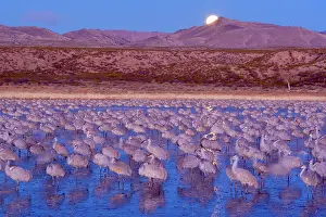 Wintering: 80188017 Sandhill Crane - a large group of wintering