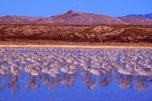 Wintering: 80188018 Sandhill Crane - a large group of wintering