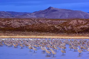 Wintering: 80188019 Sandhill Crane - a large group of wintering