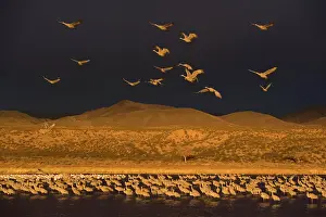 Thunderstorm: 80188020 Sandhill Crane - dark thunderstorm clouds