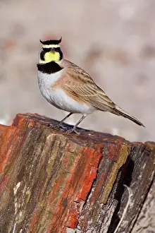 Petrified: 80188041 Horned Lark - adult male sitting on petrified