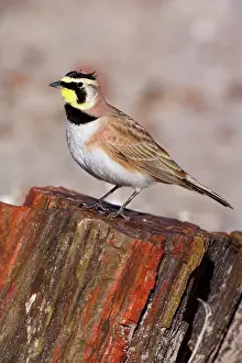 Petrified: 80188042 Horned Lark - adult male sitting on petrified