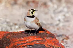 Petrified: 80188043 Horned Lark - adult male sitting on petrified