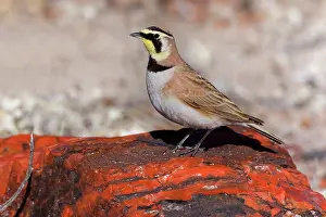 Petrified: 80188044 Horned Lark - adult male sitting on petrified
