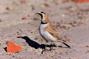 Petrified: 80188045 Horned Lark - adult male - winter Petrified