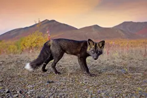 Melanistic: 80188048 Silver Fox - adult (melanistic form of