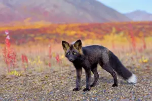 Melanistic: 80188049 Silver Fox - adult (melanistic form of