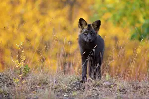 Melanistic: 80188050 Silver Fox - adult (melanistic form of