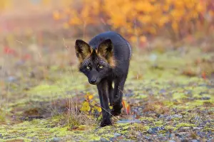 Melanistic: 80188051 Silver Fox - adult (melanistic form of