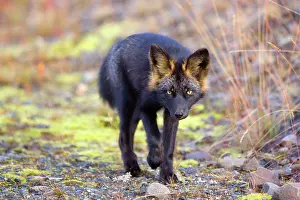 Melanistic: 80188052 Silver Fox - adult (melanistic form of