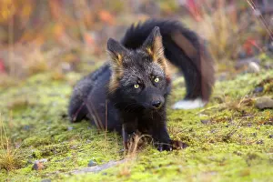Melanistic: 80188053 Silver Fox - adult (melanistic form of