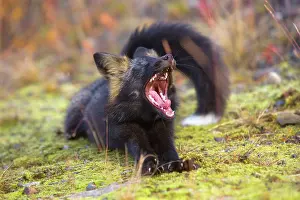 Melanistic: 80188054 Silver Fox - adult (melanistic form of