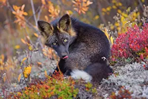 Melanistic: 80188055 Silver Fox - adult (melanistic form of