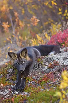 Melanistic: 80188057 Silver Fox - adult (melanistic form of