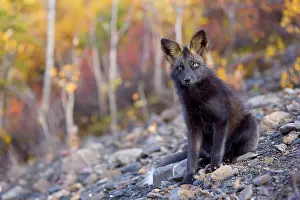 Melanistic: 80188058 Silver Fox - adult (melanistic form of