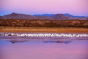 Wintering: 80188065 Snow / Blue Goose - a large group of wintering