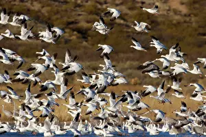 Wintering: 80188066 Snow / Blue Goose - flock of wintering
