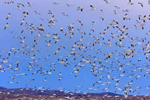 Wintering: 80188067 Snow / Blue Goose - flock of wintering