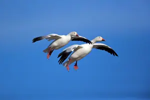 Wintering: 80188068 Snow / Blue Goose - flock of wintering