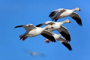 Wintering: 80188069 Snow / Blue Goose - flock of wintering