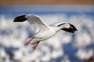 Wintering: 80188070 Snow / Blue Goose - flock of wintering