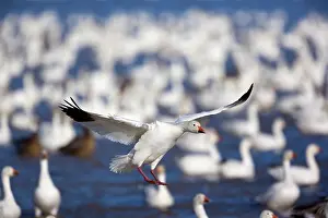 Wintering: 80188071 Snow / Blue Goose - flock of wintering
