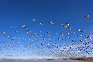 Wintering: 80188072 Snow / Blue Goose - flock of wintering