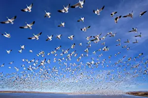 Wintering: 80188073 Snow / Blue Goose - flock of wintering