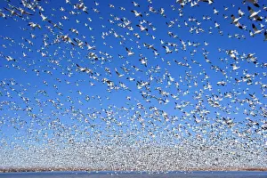Wintering: 80188074 Snow / Blue Goose - flock of wintering