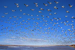 Wintering: 80188075 Snow / Blue Goose - flock of wintering