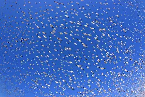 Wintering: 80188076 Snow / Blue Goose - flock of wintering