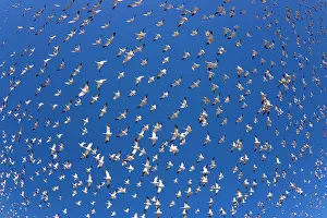 Wintering: 80188077 Snow / Blue Goose - flock of wintering