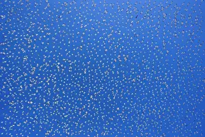 Wintering: 80188078 Snow / Blue Goose - flock of wintering
