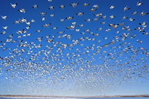 Wintering: 80188079 Snow / Blue Goose - flock of wintering