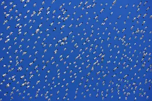 Wintering: 80188080 Snow / Blue Goose - flock of wintering
