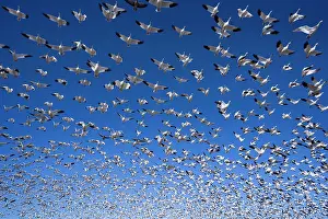 Wintering: 80188081 Snow / Blue Goose - flock of wintering
