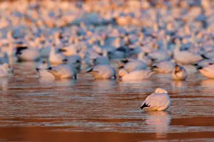 Wintering: 80188082 Snow / Blue Goose - flock of wintering
