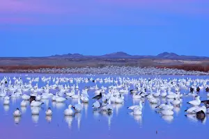 Wintering: 80188083 Snow / Blue Goose - flock of wintering
