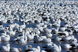 Wintering: 80188084 Snow / Blue Goose - flock of wintering