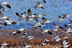 Wintering: 80188085 Snow / Blue Goose - flock of wintering