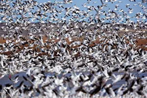 Wintering: 80188086 Snow / Blue Goose - flock of wintering