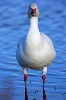 Apache: 80188087 Snow / Blue Goose Bosque del Apache National