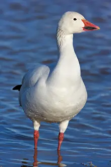 Apache: 80188088 Snow / Blue Goose Bosque del Apache National
